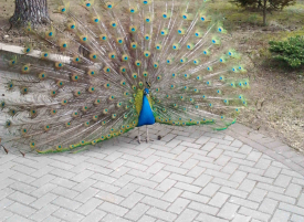 povas-sodyba-sventems-